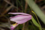 Rose pogonia <BR>Snakemouth orchid